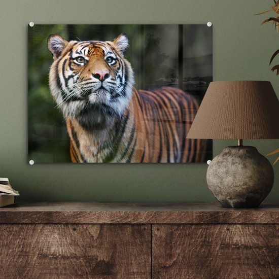 Portrait de tigre de Sumatra sur Glas 60x40 cm - Tirage photo sur Glas (décoration murale en plexiglas)