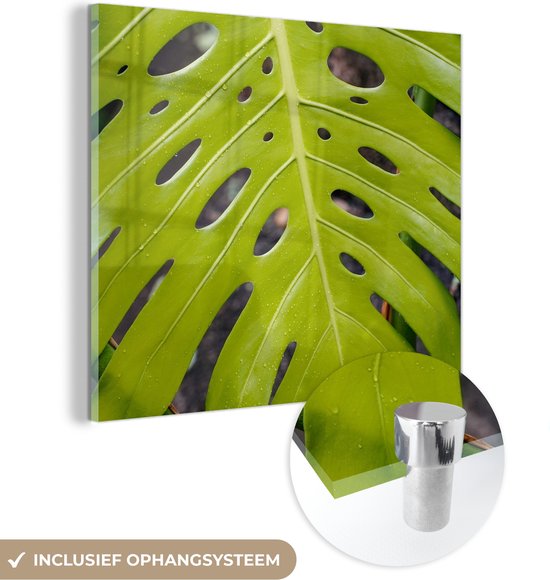 Glasschilderij - Groot botanisch blad van de gatenplant - Plexiglas Schilderijen