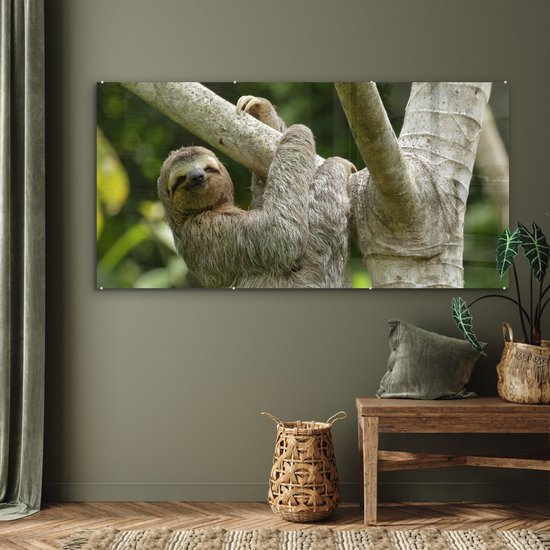 MuchoWow® Peinture sur verre - Un paresseux accroché à une branche - 160x80 cm - Peintures sur verre acrylique - Photo sur Glas