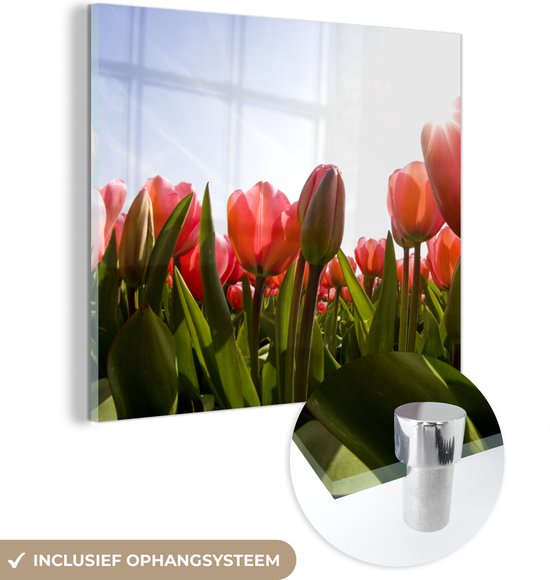 MuchoWow® Glasschilderij 20x20 cm - Schilderij acrylglas - Rode tulpen en het zonlicht - Foto op glas - Schilderijen