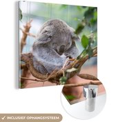 MuchoWow® Glasschilderij 50x50 cm - Schilderij acrylglas - Koala - Takken - Bladeren - Kinderen - Jongens - Meisjes - Foto op glas - Schilderijen