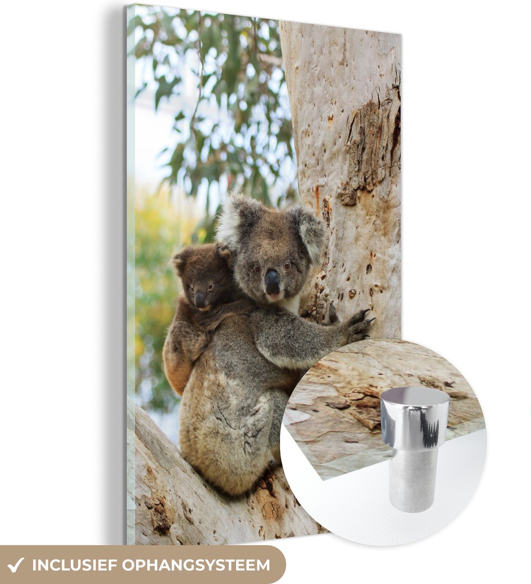 ® Glasschilderij 20x30 cm - Schilderij acrylglas - Koala - Baby - Eucalyptus - Foto op glas - Muurdecoratie woonkamer - Wanddecoratie slaapkamer - Schilderijen