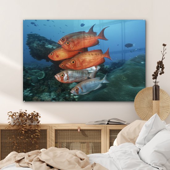 Poisson rouge et gris près de l' Afrique Glas 120x80 cm - Tirage photo sur Glas (décoration murale plexiglas)
