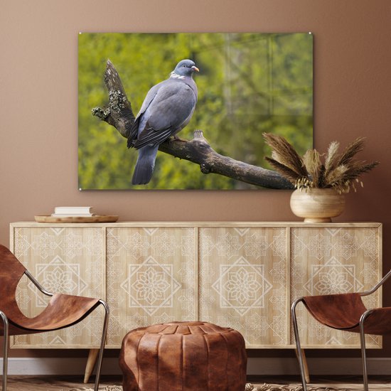 Photo d'un pigeon ramier dans un enclos animalier Plexiglas 90x60 cm - Tirage photo sur Glas (décoration murale plexiglas)
