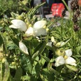 6 x Chelone obliqua 'Alba' - Schildpadbloem - P9 Pot (9 x 9cm) - Dima Vaste Planten