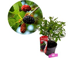 Morus rotundiloba 'Mojo Berry', Dwergmoerbei, 3 liter pot