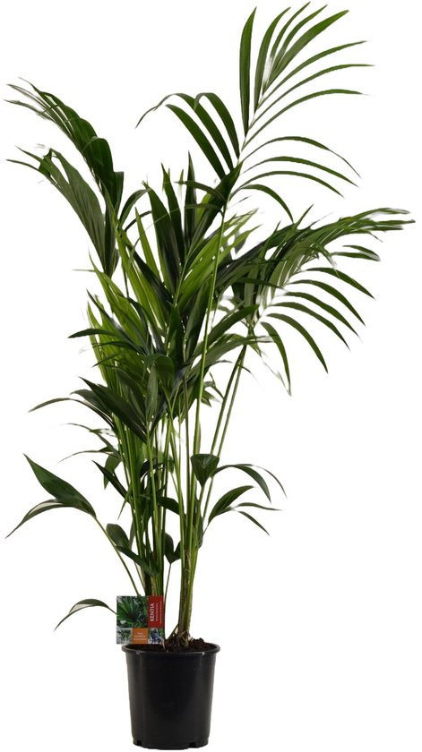 Kentia Palm - Hoogte 170cm - Pot 24cm