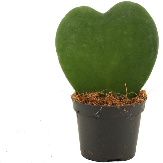 Hartenplant kopen
