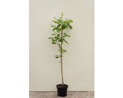 Jonge Japanse Krentenboom | Hovenia dulcis | 150-200cm hoogte