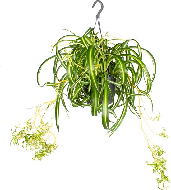 Graslelie in hangpot - 'Green Bonnie' - Pot 17 cm - Hoogte 20 cm