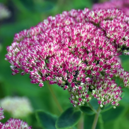 Sedum bloem in de tinten roze, rood en wit met groene bladeren.
