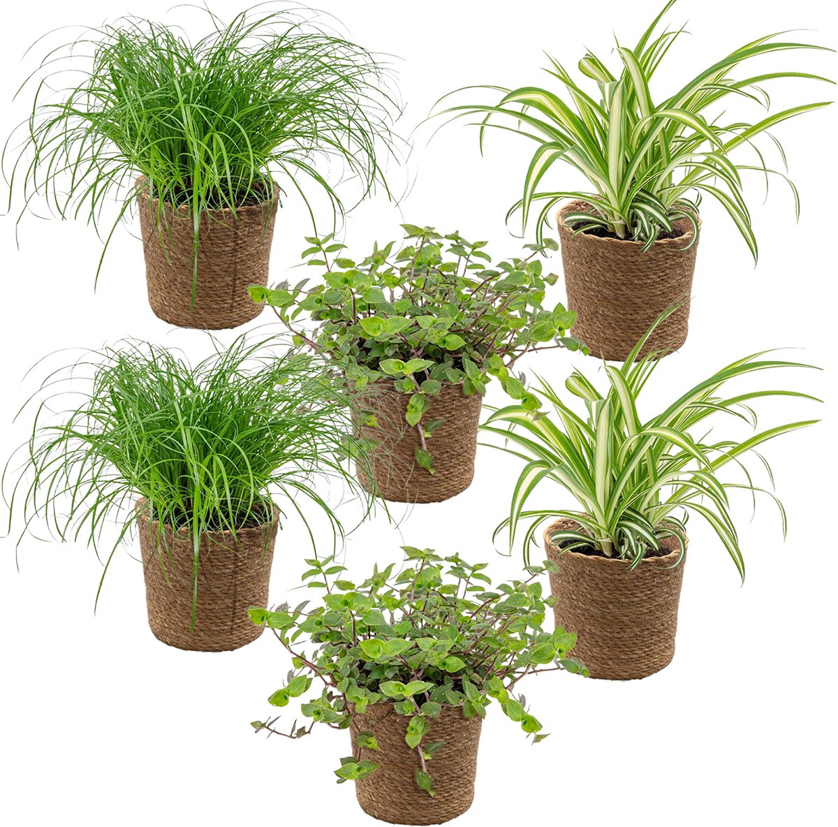 Bol.com Bloomique - Set van 6 - Huisdiervriendelijke planten - Chlorophytum, Cyperus, Callisia - Kamerplanten - Hoogte 20-30 cm ... aanbieding