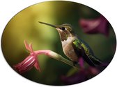 Dibond Ovaal - Kolibrie op Groene Tak van Roze Lelie Bloem - 80x60 cm Foto op Ovaal (Met Ophangsysteem)