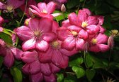 Fotobehang - Vlies Behang - Roze Bloemen - 208 x 146 cm