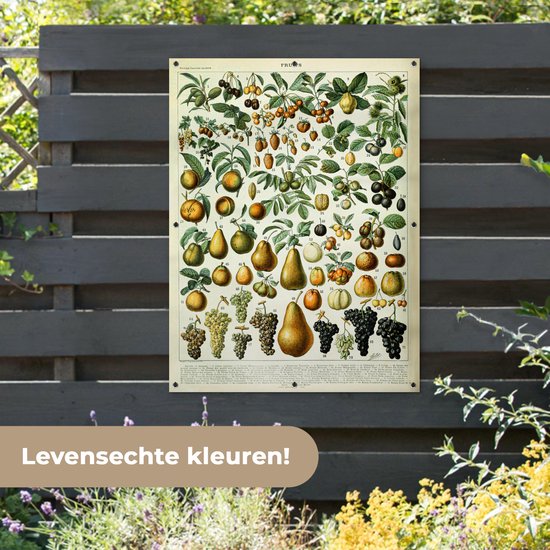 Affiche de jardin Fruit - Poire - Raisin - 90x120 cm