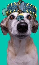 DWAM Dog with a Mission Halsband Hond – Hondenhalsband – Blauw – XL – Leer – Halsomvang tussen 47-57 x 4 cm – Jack