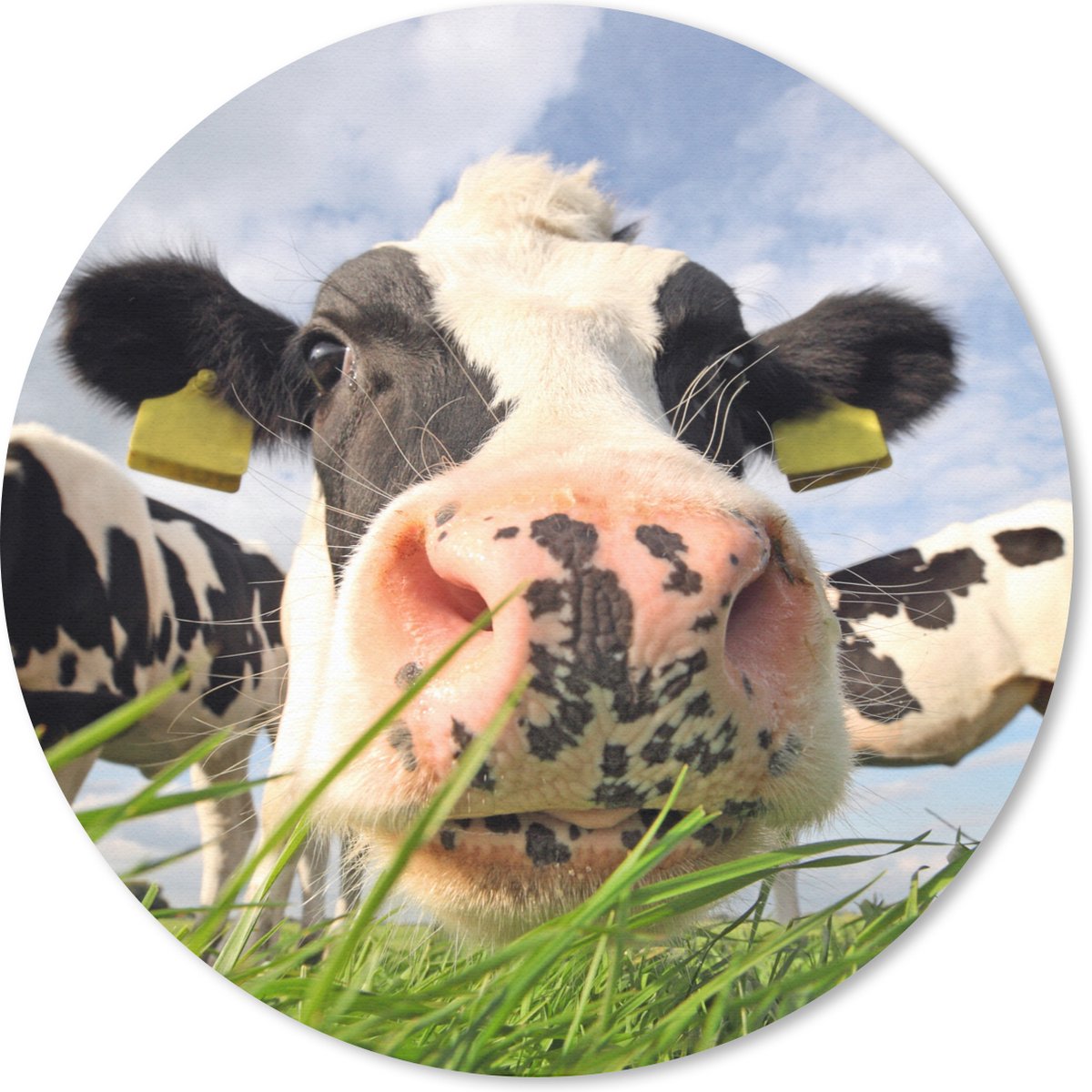 Muismat rond 50x50 cm - Mousepad Koeien - Gras - Wolken - Ronde muismatten