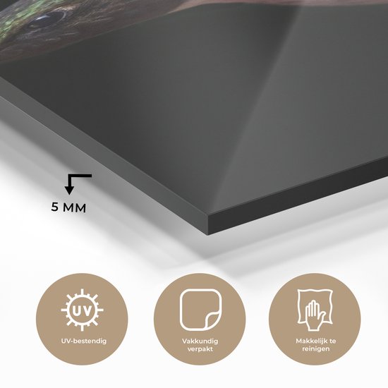 MuchoWow® Peinture sur verre 60x120 cm - Peinture sur verre acrylique - Colibri - Vogel - Ressorts - Photo sur verre - Peintures