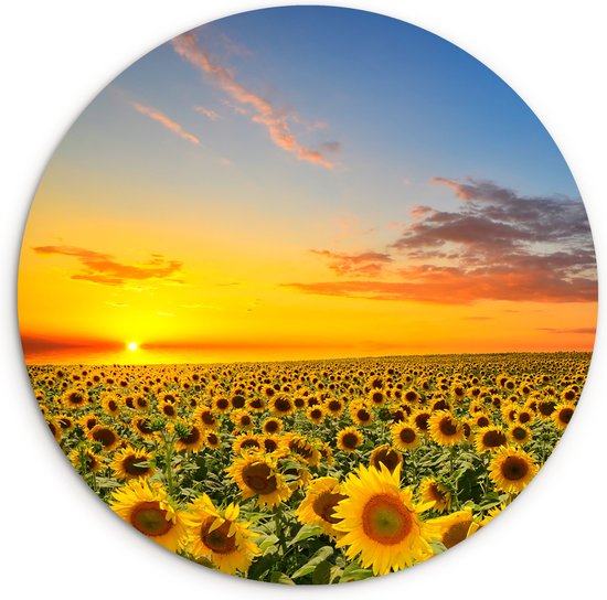 Muurcirkel - Wandcirkel - Zonnebloem - Bloemen - Veld - Geel - Ronde muurdecoratie - Schilderij rond - Kunststof - 150x150 cm - Ronde schilderijen - Wanddecoratie rond