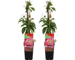 Bloomique - Set van 2 - Parthenocissus Quinquefolia Engelmannii - Wilde Wingerd - Klimplanten - Tuinplanten - Winterhard - Hoogte 50-70 cm - Pot 15 cm