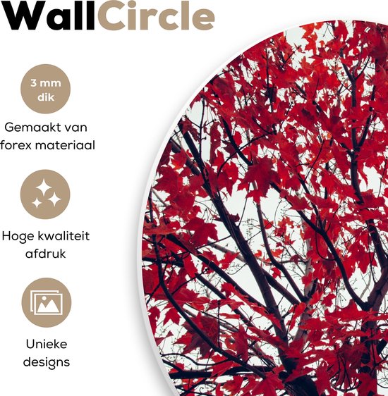 WallCircle - Wall Circle - Wall Circle Indoor - Esdoorn - Feuilles - Automne - Nature - 120x120 cm - Décoration murale - Peintures Ronds XXL