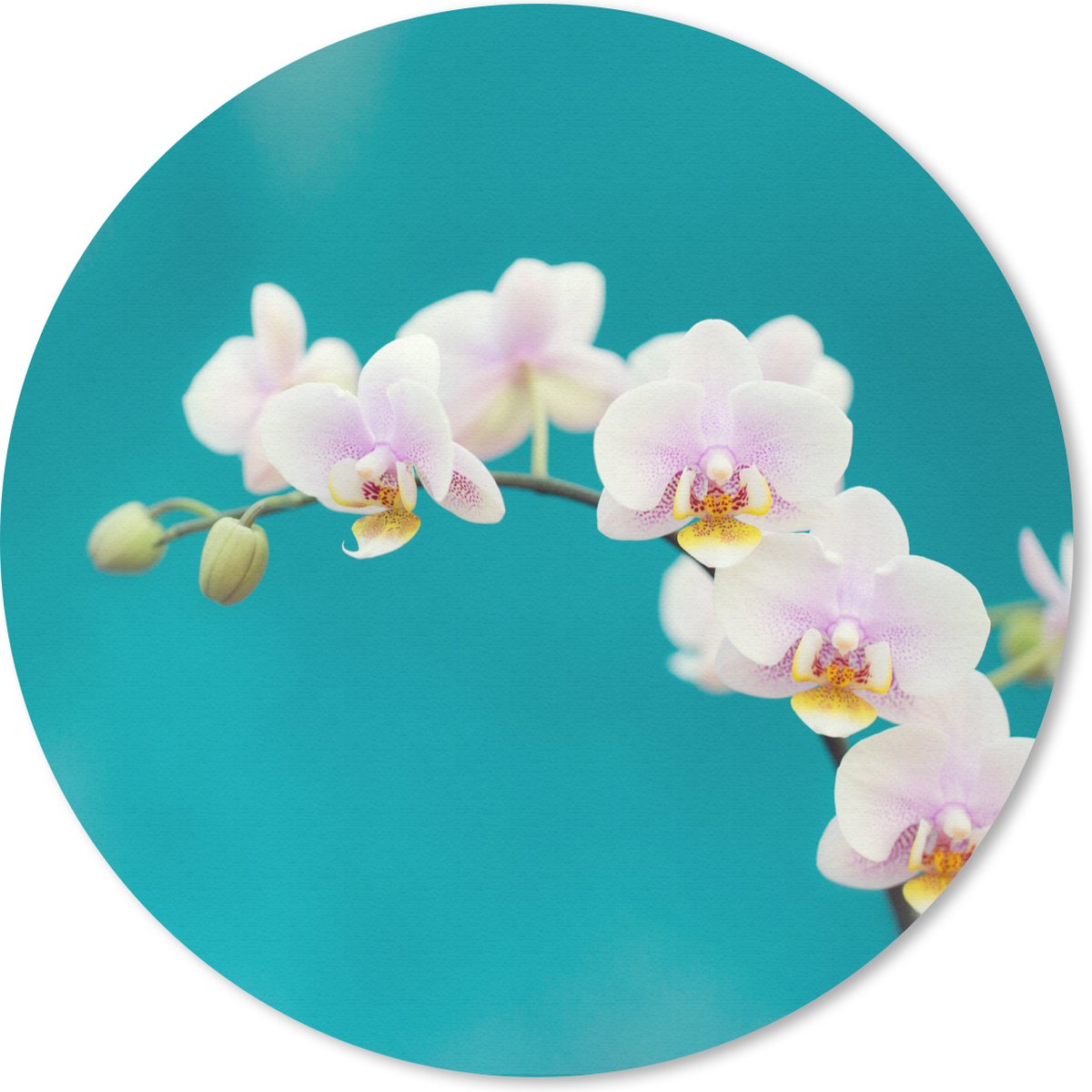 Muismat rond 40x40 cm - Mousepad Orchidee - Bloemen - Plant - Wit - Paars - Ronde muismatten