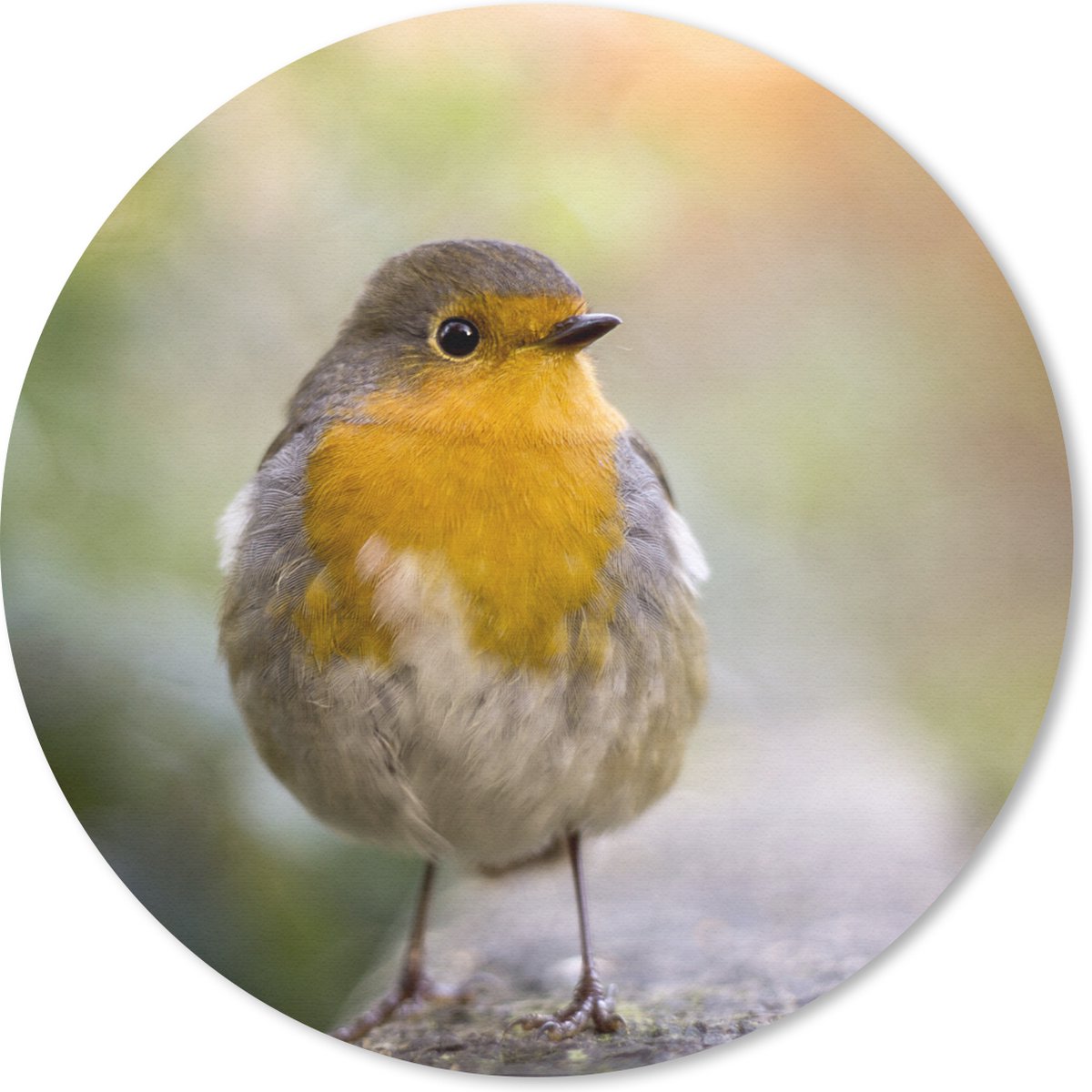 Muismat rond 50x50 cm - Mousepad Vogels - Roodborstje - Boom - Ronde muismatten