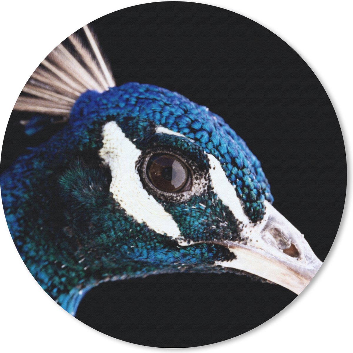 Muismat rond 50x50 cm - Mousepad Pauw - Dier - Blauw - Ronde muismatten