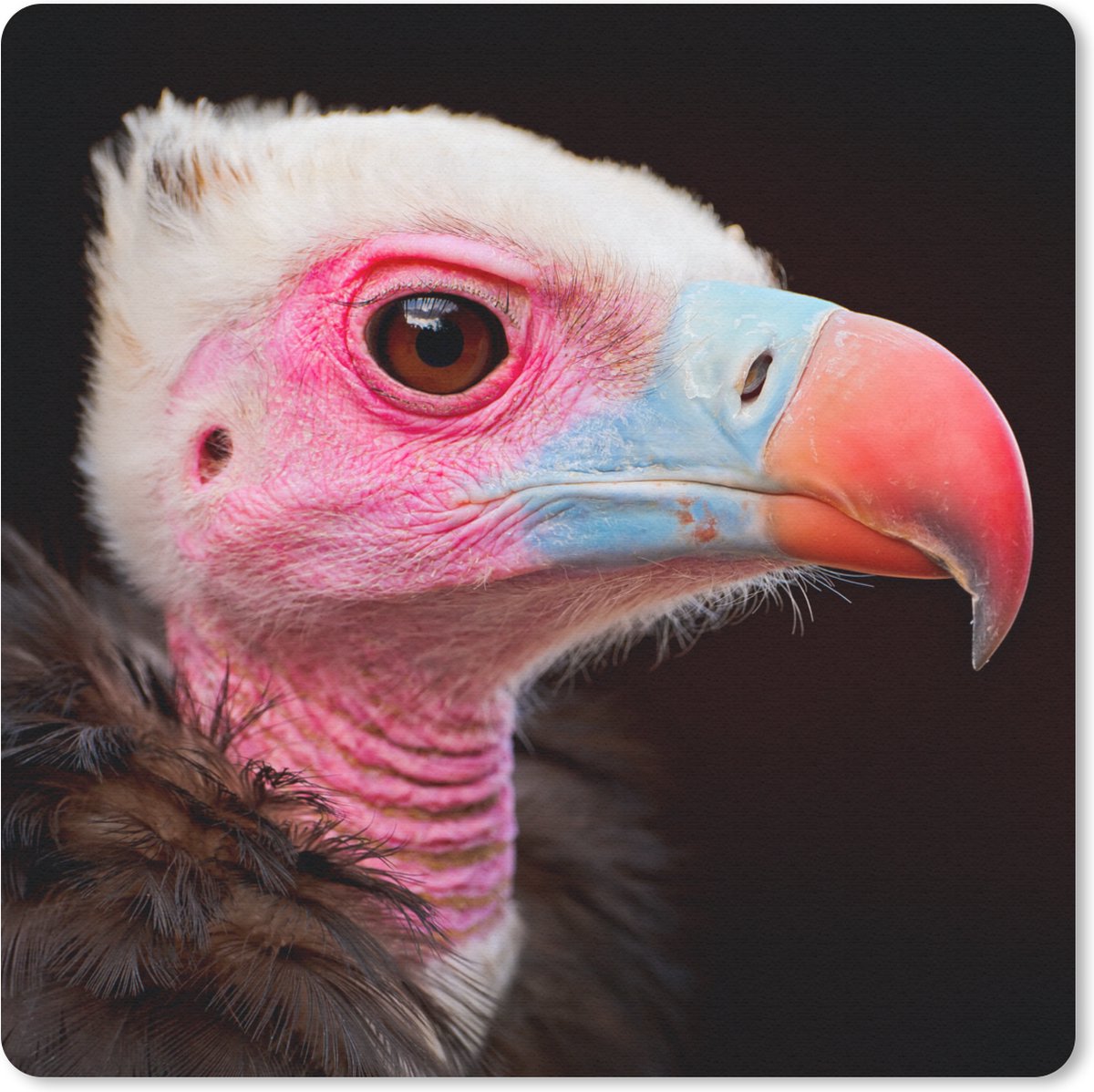 Muismat 30x30 cm - Mousepad Gier - Vogel - Snavel - Muismatten