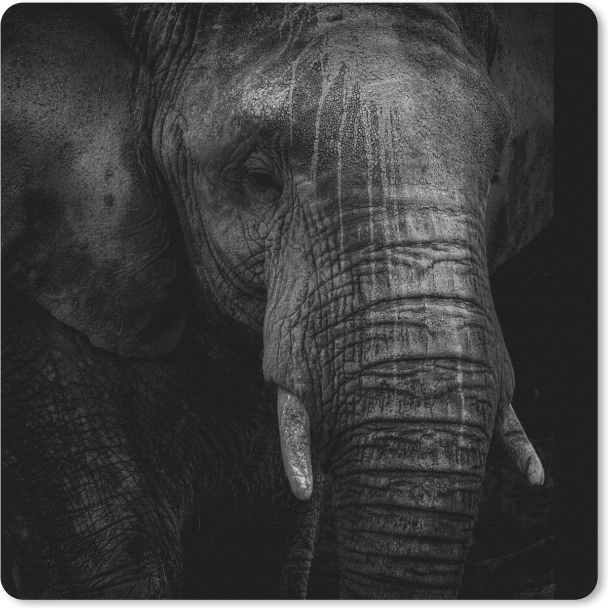 Muismat 20x20 cm - Mousepad Olifant - Dier - Portret - Muismatten