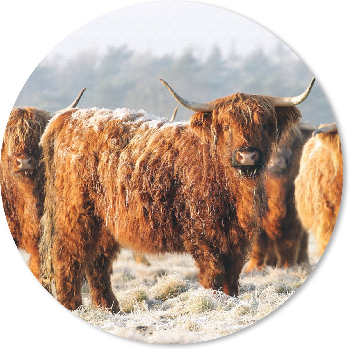 Muismat rond 20x20 cm - Mousepad Schotse Hooglanders - Sneeuw - Bos - Ronde muismatten