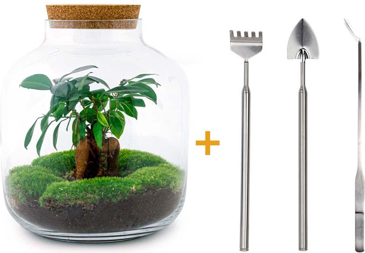 Green Harmony | DIY terrarium - Billie -  29 cm
