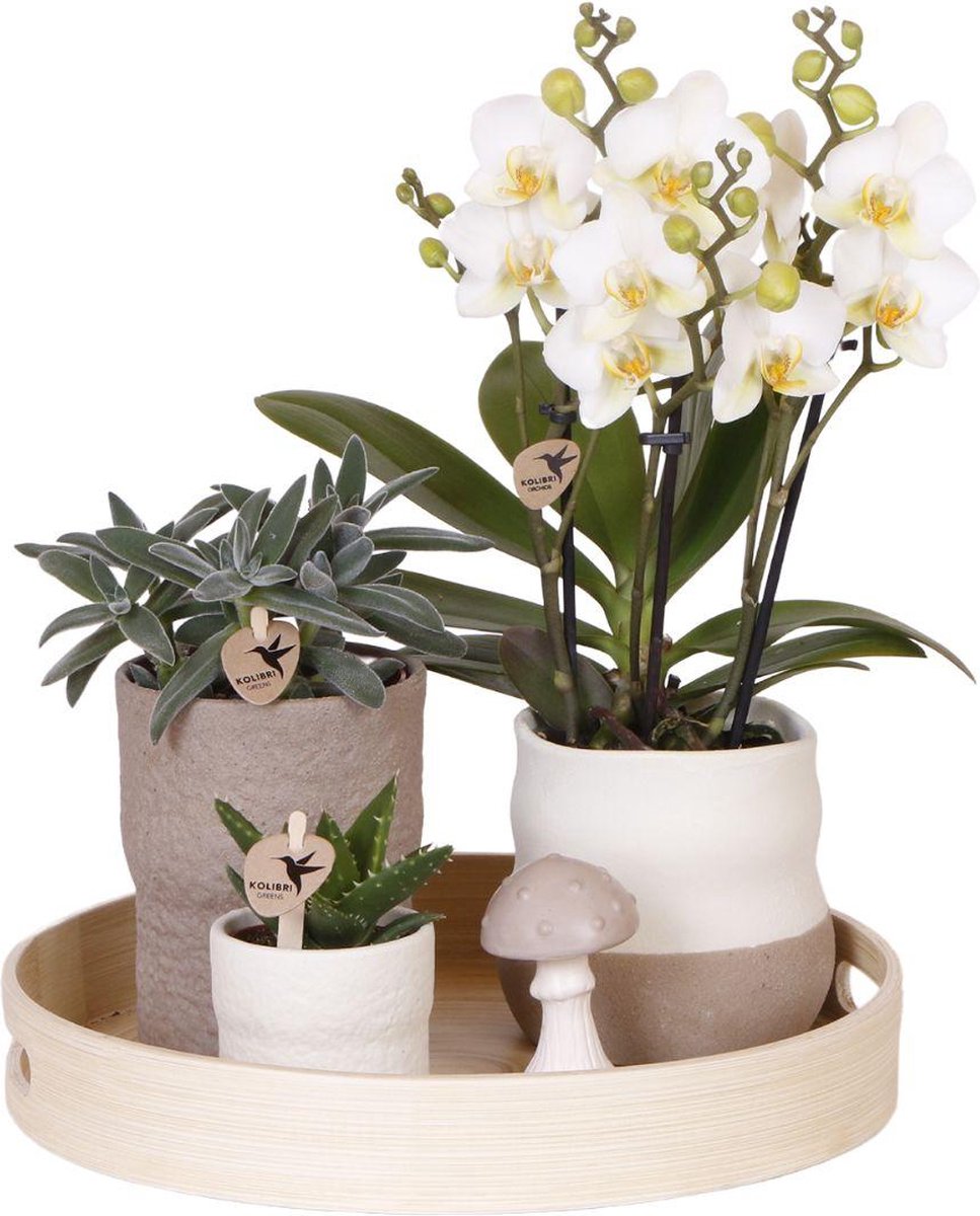 Green Harmony| Plantenset Slow Living | Witte Phalaenopsis Orchidee Lausanne en Succulenten incl. keramieken sierpotten