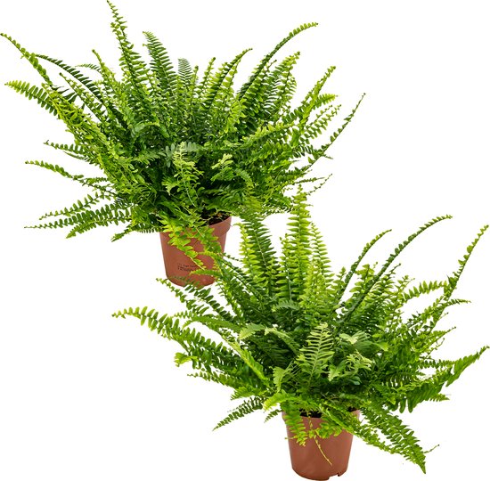 Nephrolepis kopen