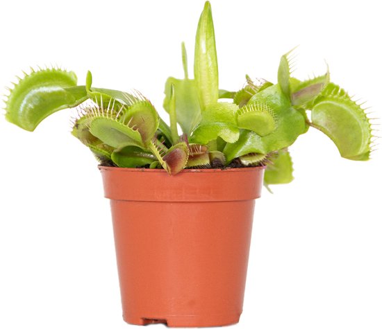 Bloomique - Dionaea Muscipula - Venus Vliegenval - Venusvliegenvanger - Vleestende Plant - Kamerplanten - Hoogte 5-10 cm - Pot 6 cm