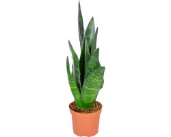 Sansevieria 'Black Coral' per stuk | Kamerplant in kwekerspot ⌀9 cm - ↕20-30 cm
