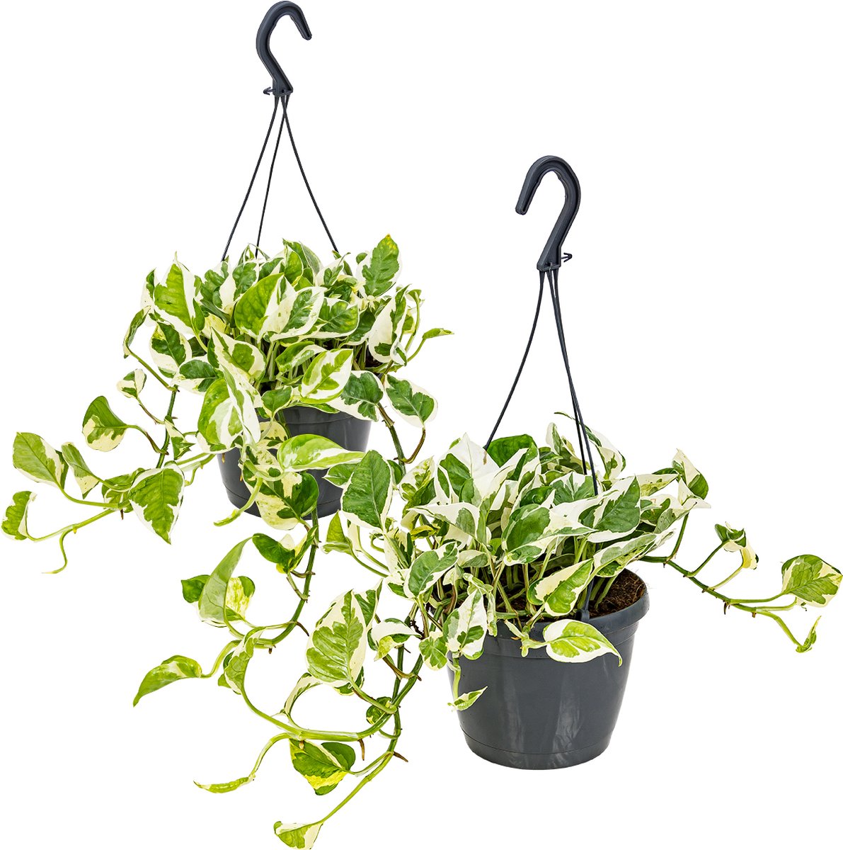 Bloomique - Set van 2 - Scindapsus N-Joy - Drakenklimop - Hangplant - Ook geschikt als Klimplant - Kamerplanten - Luchtzuiverend - Gemakkelijk in onderhoud - Hoogte 20-30 cm - Pot 15 cm