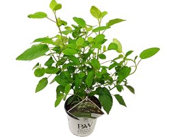 Tuinplanten - Buitenplanten - Winterhard - Hortensia - Hydrangea paniculata Little lime - Wit - Groen - Roze - Rood - Planthoogte 30-40 cm - Potmaat P23