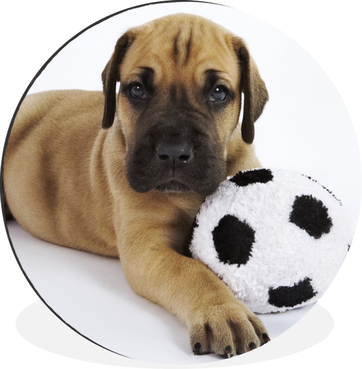 WallCircle - Wandcirkel - Muurcirkel - Een bruine puppy met een voetbal - Aluminium - Dibond - 140x140 cm - Binnen en Buiten
