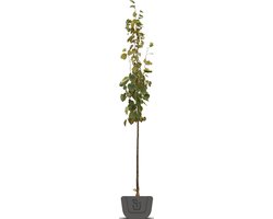 Lindeboom | Tilia europaea Pallida | Stamomtrek: 10-12 cm
