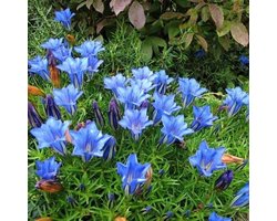 12 x Gentiana sino-ornata 'Eugens Allerbester' - Gentiane d'automne en pot 9x9cm avec hauteur 5-10cm