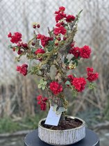 Seta Fiori  - rode rozen - kunst plant - Bonsai - compleet met schaal -