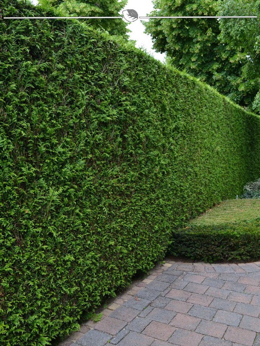 Westerse Levensboom Thuja Brabant 100-120 cm, 18x Haagplant