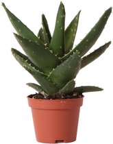 Verts de colibri | plant verte - Succulente Aloe Brevifolia - taille du pot Ø6cm - plante d'intérieur verte - fraîche du producteur