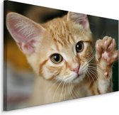 Schilderij - Schattige Zwaaiende Kitten, Premium print