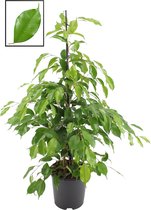 Ficus benjamina ‘Exotica’ ↨ 105cm - planten - binnenplanten - buitenplanten - tuinplanten - potplanten - hangplanten - plantenbak - bomen - plantenspuit