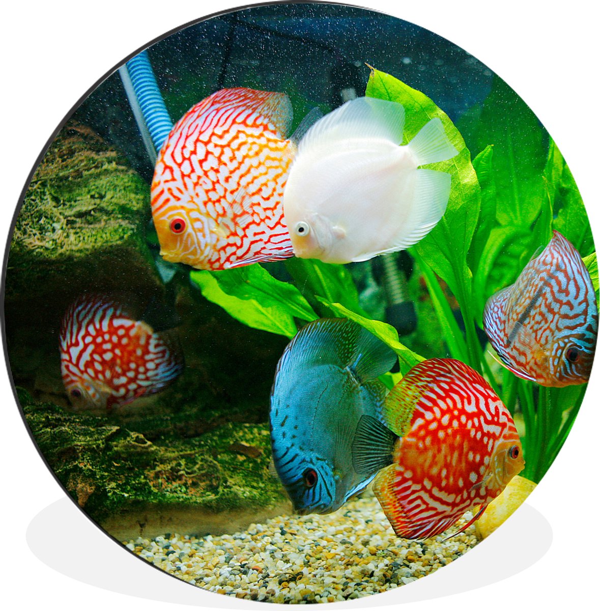 WallCircle - Wandcirkel - Muurcirkel - Vissen in een aquarium - Aluminium - Dibond - 60x60 cm - Binnen en Buiten