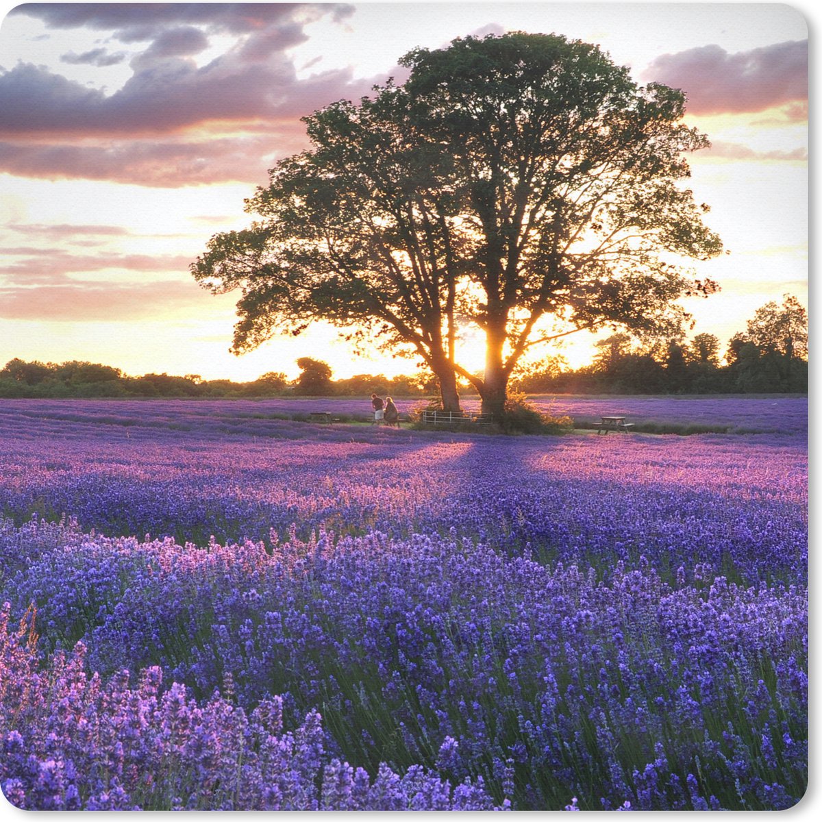 Muismat 30x30 cm - Mousepad Lavendelvelden in Engeland tijdens zonsondergang - Muismatten
