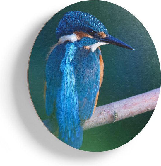 Artaza Houten Muurcirkel - Blauwe IJsvogel Op Een Tak - Ø 55 cm - Multiplex Wandcirkel - Rond Schilderij
