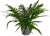 Hellogreen Kamerplant - Aglaomorpha Jim - 55 cm - ELHO Brussels Rond Sierpot Grijs